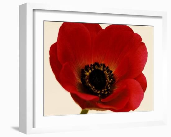 Red Poppy 01-Tom Quartermaine-Framed Giclee Print