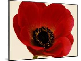 Red Poppy 01-Tom Quartermaine-Mounted Giclee Print
