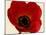 Red Poppy 01-Tom Quartermaine-Mounted Giclee Print