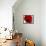 Red Poppy 01-Tom Quartermaine-Framed Stretched Canvas displayed on a wall