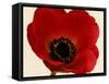 Red Poppy 01-Tom Quartermaine-Framed Stretched Canvas