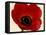 Red Poppy 01-Tom Quartermaine-Framed Stretched Canvas