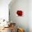 Red Poppy 01-Tom Quartermaine-Stretched Canvas displayed on a wall