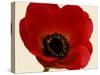 Red Poppy 01-Tom Quartermaine-Stretched Canvas