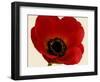 Red Poppy 01-Tom Quartermaine-Framed Giclee Print