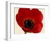 Red Poppy 01-Tom Quartermaine-Framed Giclee Print