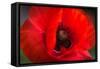 Red Poppy and Bud - Field Flower - Macro-Daniil Belyay-Framed Stretched Canvas