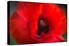 Red Poppy and Bud - Field Flower - Macro-Daniil Belyay-Stretched Canvas