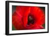 Red Poppy and Bud - Field Flower - Macro-Daniil Belyay-Framed Photographic Print