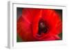 Red Poppy and Bud - Field Flower - Macro-Daniil Belyay-Framed Photographic Print