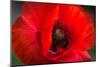 Red Poppy and Bud - Field Flower - Macro-Daniil Belyay-Mounted Photographic Print
