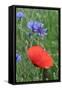 Red Poppy and Cornflowers-null-Framed Stretched Canvas