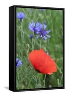 Red Poppy and Cornflowers-null-Framed Stretched Canvas