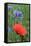 Red Poppy and Cornflowers-null-Framed Stretched Canvas