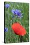 Red Poppy and Cornflowers-null-Stretched Canvas