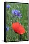 Red Poppy and Cornflowers-null-Framed Stretched Canvas