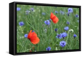 Red Poppy and Cornflowers-null-Framed Stretched Canvas