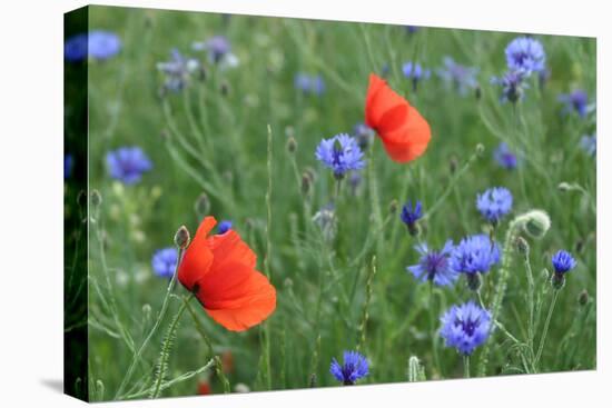 Red Poppy and Cornflowers-null-Stretched Canvas