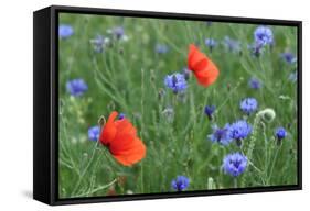 Red Poppy and Cornflowers-null-Framed Stretched Canvas