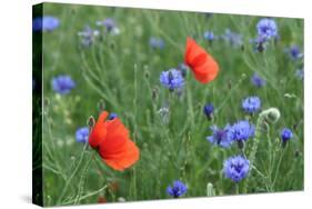Red Poppy and Cornflowers-null-Stretched Canvas