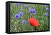 Red Poppy and Cornflowers-null-Framed Stretched Canvas