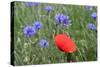 Red Poppy and Cornflowers-null-Stretched Canvas