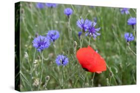 Red Poppy and Cornflowers-null-Stretched Canvas