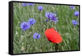 Red Poppy and Cornflowers-null-Framed Stretched Canvas