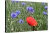 Red Poppy and Cornflowers-null-Stretched Canvas