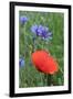 Red Poppy and Cornflowers-null-Framed Photographic Print