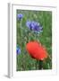 Red Poppy and Cornflowers-null-Framed Photographic Print