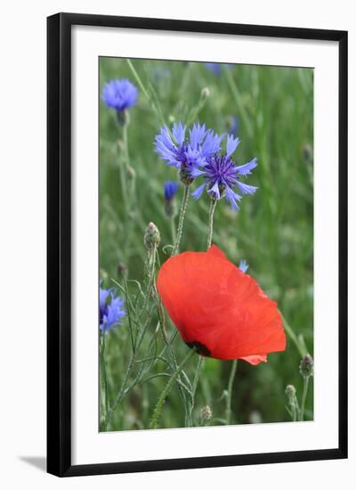 Red Poppy and Cornflowers-null-Framed Photographic Print