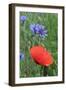 Red Poppy and Cornflowers-null-Framed Photographic Print