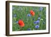 Red Poppy and Cornflowers-null-Framed Photographic Print