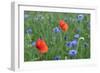 Red Poppy and Cornflowers-null-Framed Photographic Print