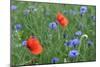 Red Poppy and Cornflowers-null-Mounted Photographic Print