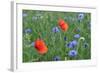 Red Poppy and Cornflowers-null-Framed Photographic Print