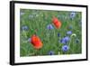 Red Poppy and Cornflowers-null-Framed Photographic Print