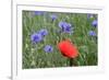 Red Poppy and Cornflowers-null-Framed Photographic Print