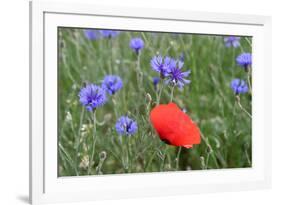 Red Poppy and Cornflowers-null-Framed Photographic Print