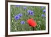 Red Poppy and Cornflowers-null-Framed Photographic Print