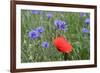 Red Poppy and Cornflowers-null-Framed Photographic Print