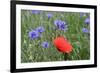 Red Poppy and Cornflowers-null-Framed Photographic Print