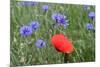 Red Poppy and Cornflowers-null-Mounted Photographic Print