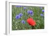 Red Poppy and Cornflowers-null-Framed Photographic Print