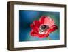 Red Poppy Blossom, Close-Up-Brigitte Protzel-Framed Photographic Print