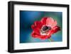 Red Poppy Blossom, Close-Up-Brigitte Protzel-Framed Photographic Print