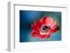 Red Poppy Blossom, Close-Up-Brigitte Protzel-Framed Photographic Print