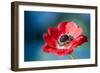 Red Poppy Blossom, Close-Up-Brigitte Protzel-Framed Photographic Print