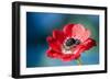 Red Poppy Blossom, Close-Up-Brigitte Protzel-Framed Photographic Print